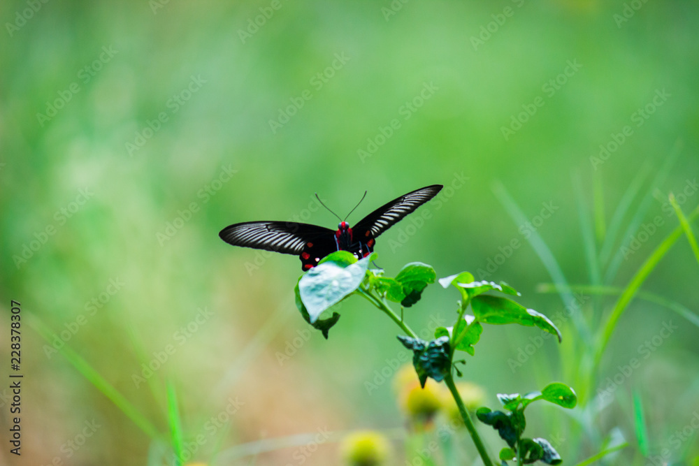 Fototapeta premium Papilio polytes, the common Mormon, is a common species of swallowtail butterfly widely distributed across Asia.