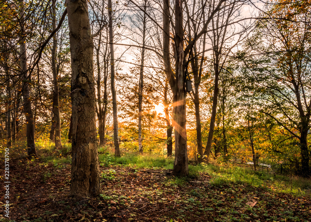 Sun peeping through trees in the local forest at backa, gothenburg Sun peeping through trees in the local forest at backa, gothenburg