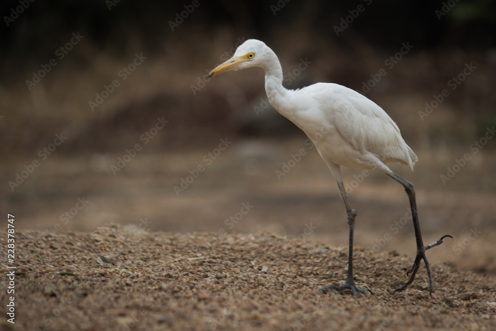 Fototapeta premium The cattle egret is a cosmopolitan species of heron found in the tropics, subtropics and warm temperate zones.