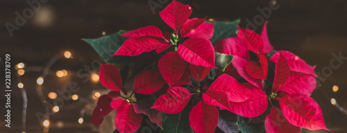 Christmas Poinsettia isolated in wooden vintage rustic background. Toned image. Banner.