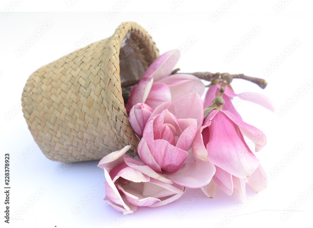 Fototapeta premium magnolia flower