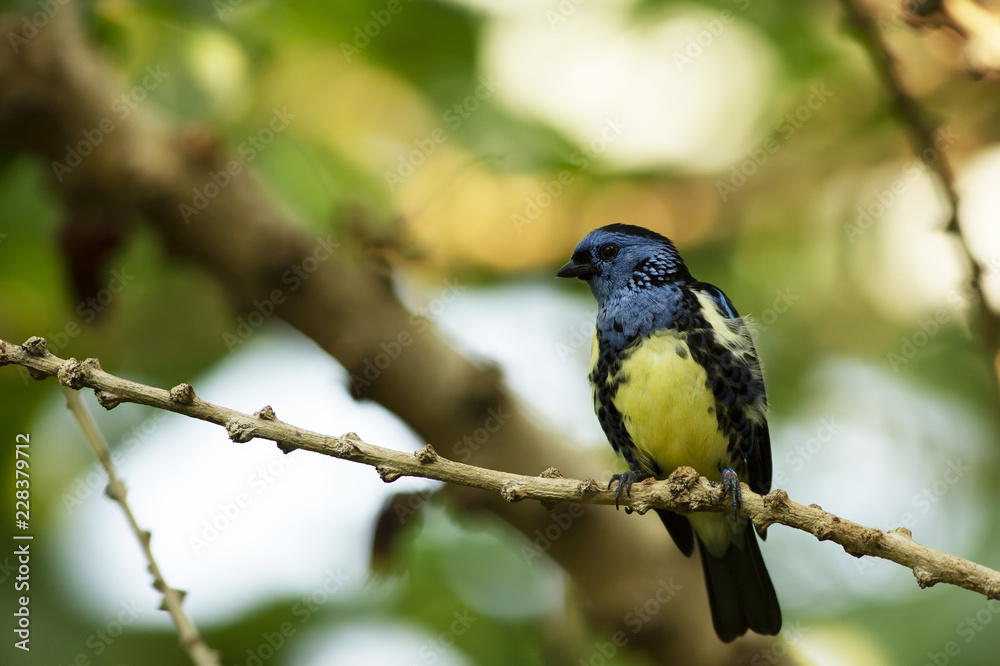 Fototapeta premium Tangara mexicana in the forest