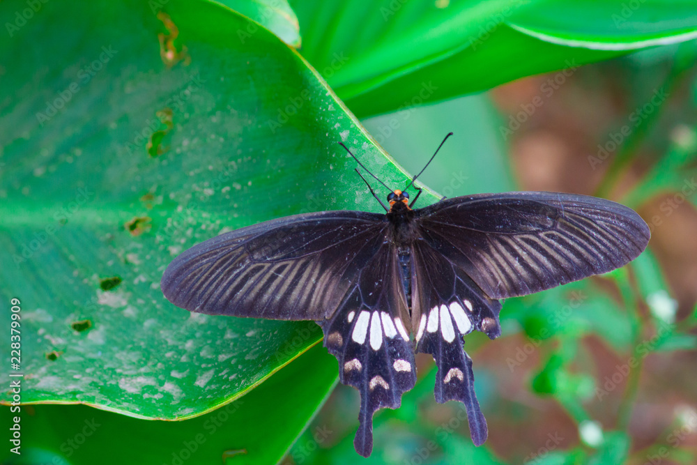 Papilio polytes, the common Mormon, is a common species of swallowtail butterfly widely distributed across Asia. Papilio polytes, the common Mormon, is a common species of swallowtail butterfly widely distributed across Asia.