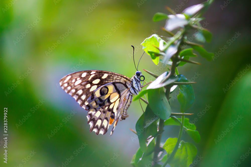 Papilio demoleus is a common and widespread swallowtail butterfly. The butterfly is also known as the lime butterfly, lemon butterfly, lime swallowtail, and chequered swallowtail. Papilio demoleus is a common and widespread swallowtail butterfly. The butterfly is also known as the lime butterfly, lemon butterfly, lime swallowtail, and chequered swallowtail.