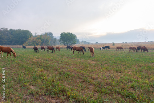 herd of horses on pasture © donikz