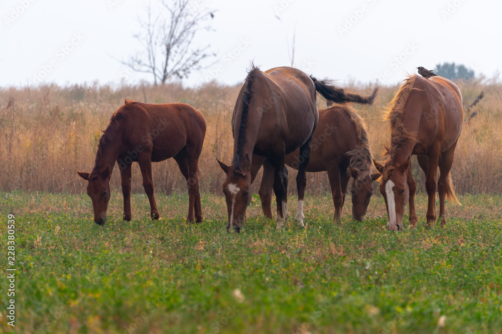 herd of horses on pasture