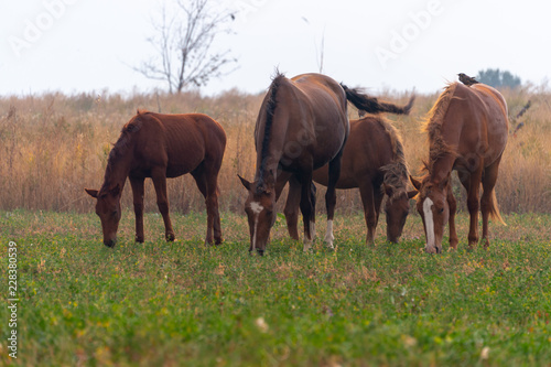 herd of horses on pasture