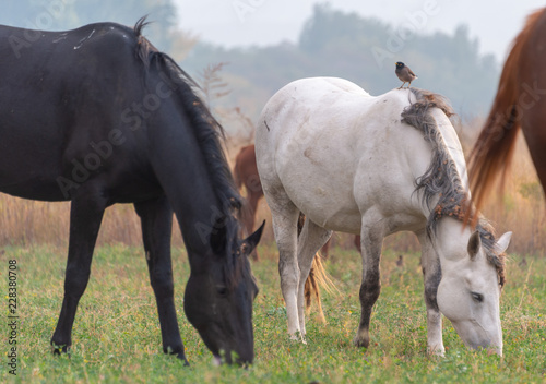 herd of horses on pasture