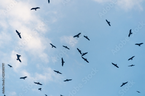 a lot of bird kite in the sky over the fields © donikz