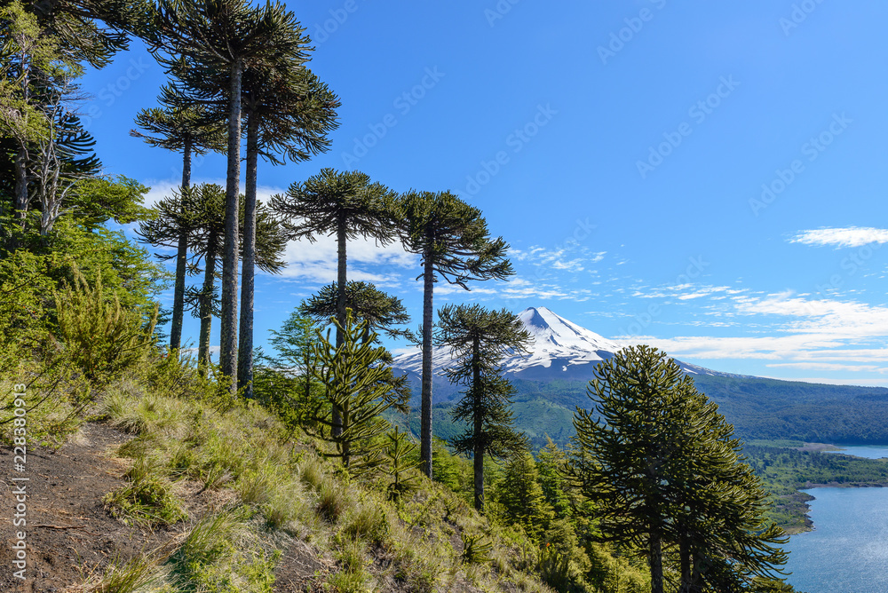 Araucaria forest and Llaima volcano in Conguillio National Park, Chile
