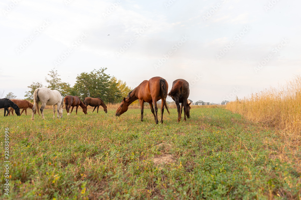 herd of horses on pasture