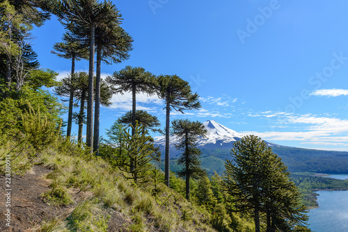 Obraz na płótnie Araucaria forest and Llaima volcano in Conguillio National Park, Chile w salonie