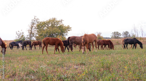 herd of horses on pasture