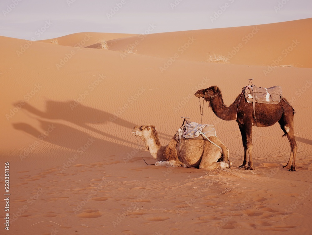 Fototapeta premium Camels on Sahara Desert Erg Chebbi Morocco