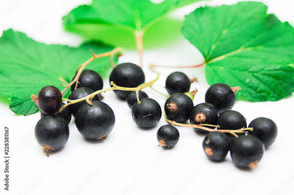 black currant with leaves isolated on white background black currant with leaves isolated on white background