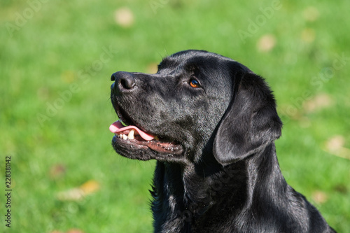 Portrait of a black Labrador Retriever male adult with a very attentive look.