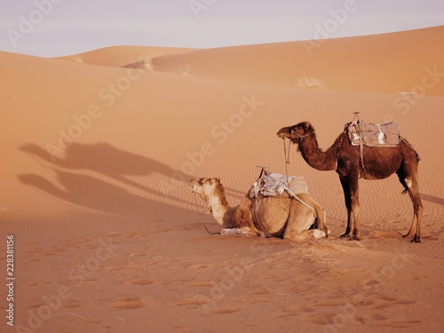 Camels on Sahara Desert Erg Chebbi Morocco