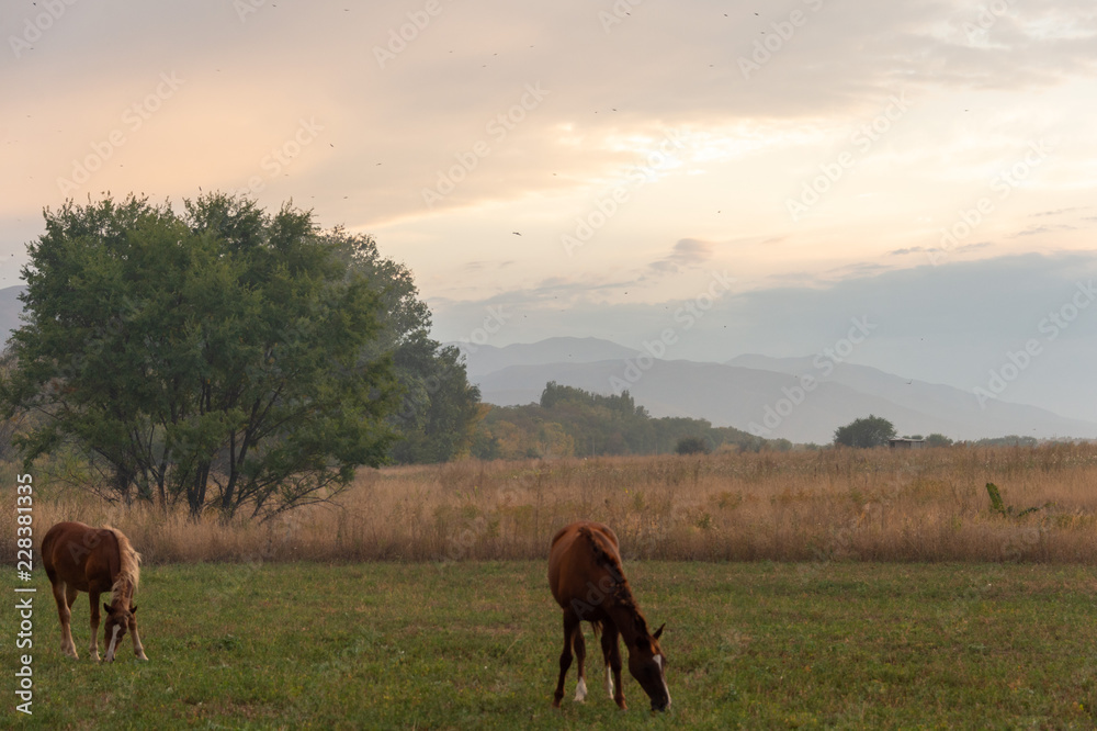 Obraz premium herd of horses on pasture