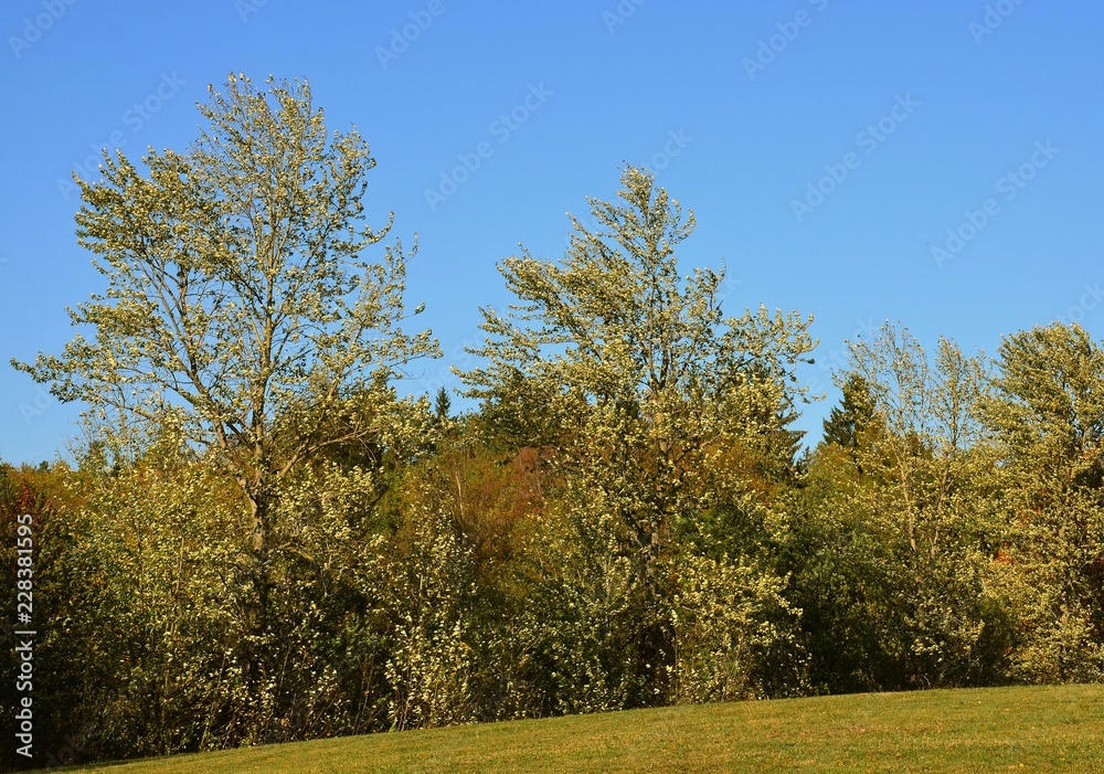 Herbstlandschaft - Wind in den Baumkronen
