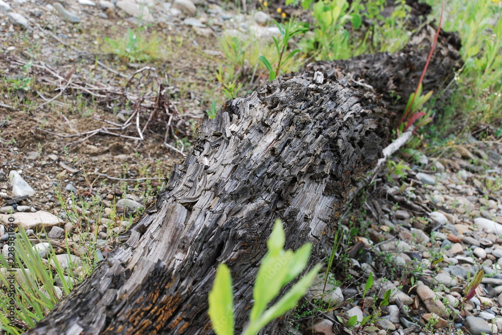 Fototapeta premium Old moraine wood