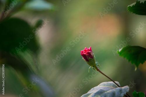 Fototapeta Naklejka Na Ścianę i Meble -  Hibiscus flower