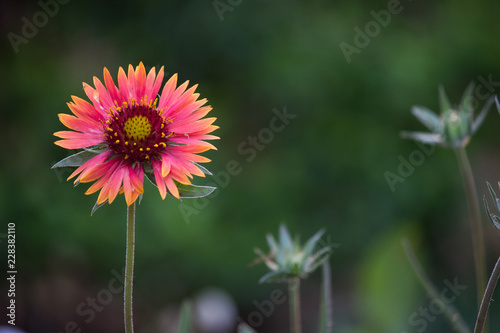 Fototapeta Naklejka Na Ścianę i Meble -  Gaillardia flower