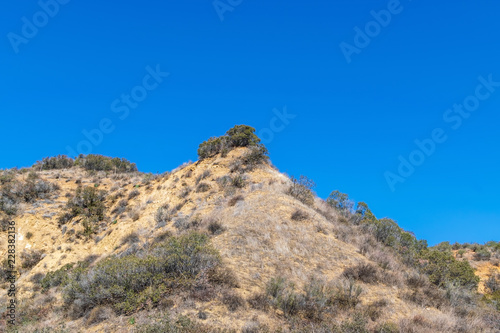 Konstfotografi Large bush on top of hillside in dry forest