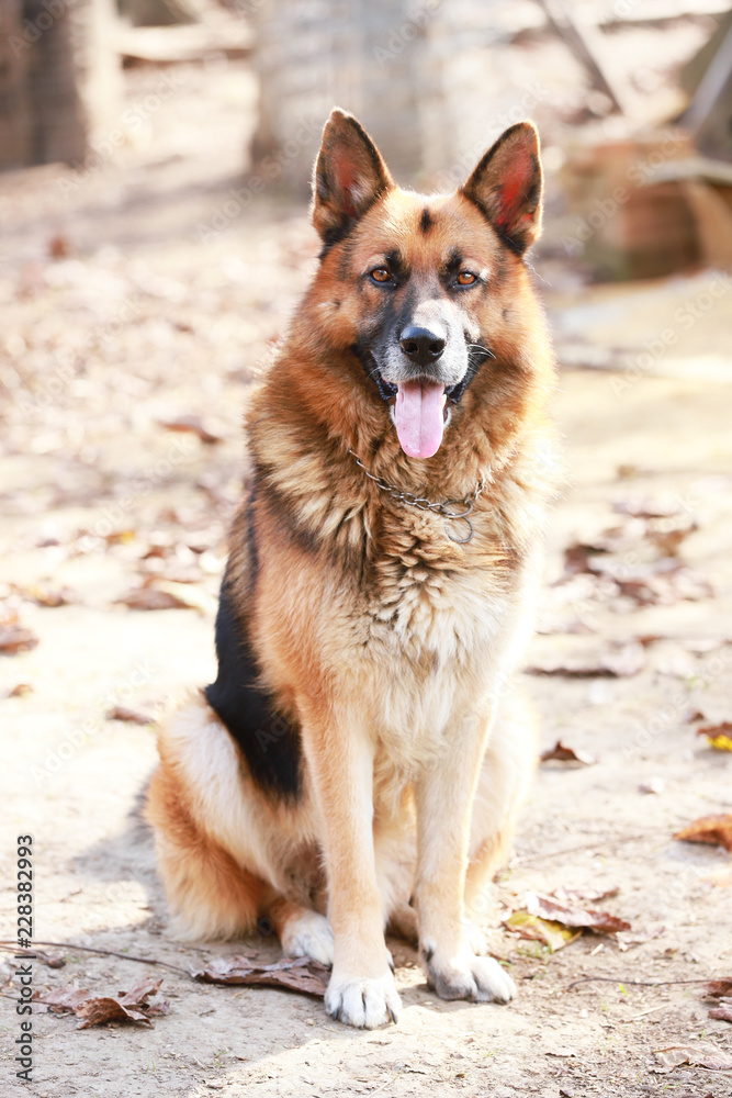 German shepherd dog canine portrait close up German shepherd dog canine portrait close up