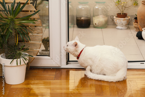 white cat with red necklase photo