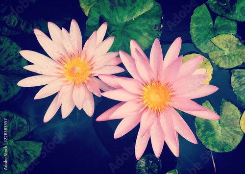 Flores estanque jardín botánico 