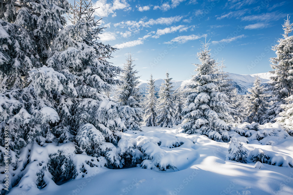 Majestic white spruces glowing by sunlight.