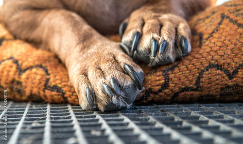 Photography Macro photo of dog paw