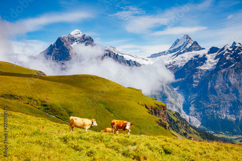 Cows graze on alpine hills. Location place Grindelwald, Switzerland.