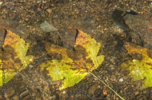 Herbstbl  tter - Ahornbl  tter schwimmen im Wasser