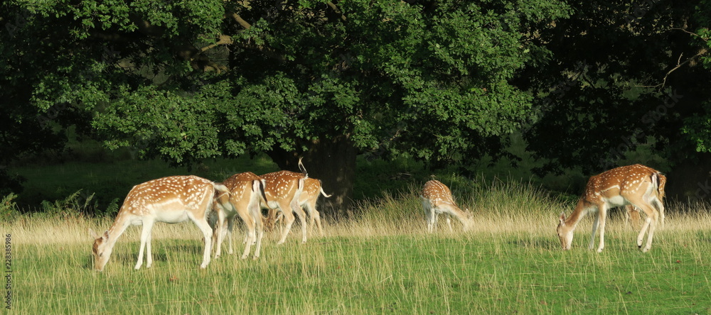 Fototapeta premium grazing fallow deers in Knole House garden in England in United Kingdom