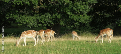 grazing fallow deers in Knole House garden in England in United Kingdom