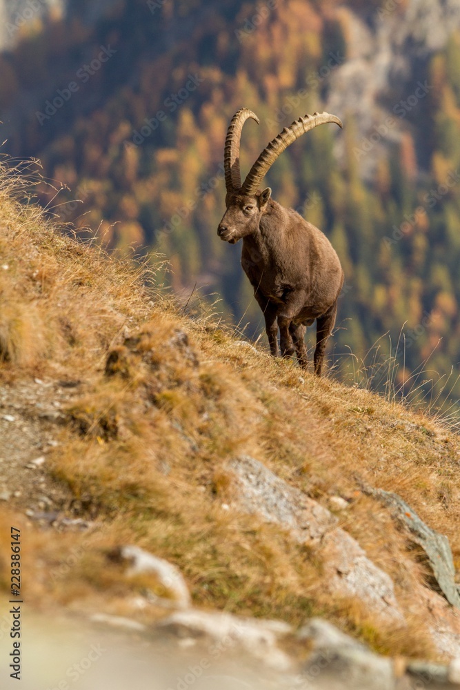 Alpine Ibex, Capra ibex, with autumn orange larch tree in background, National Park Gran Paradiso, Italy. Autumn in the mountain. Mammal, herbivorous