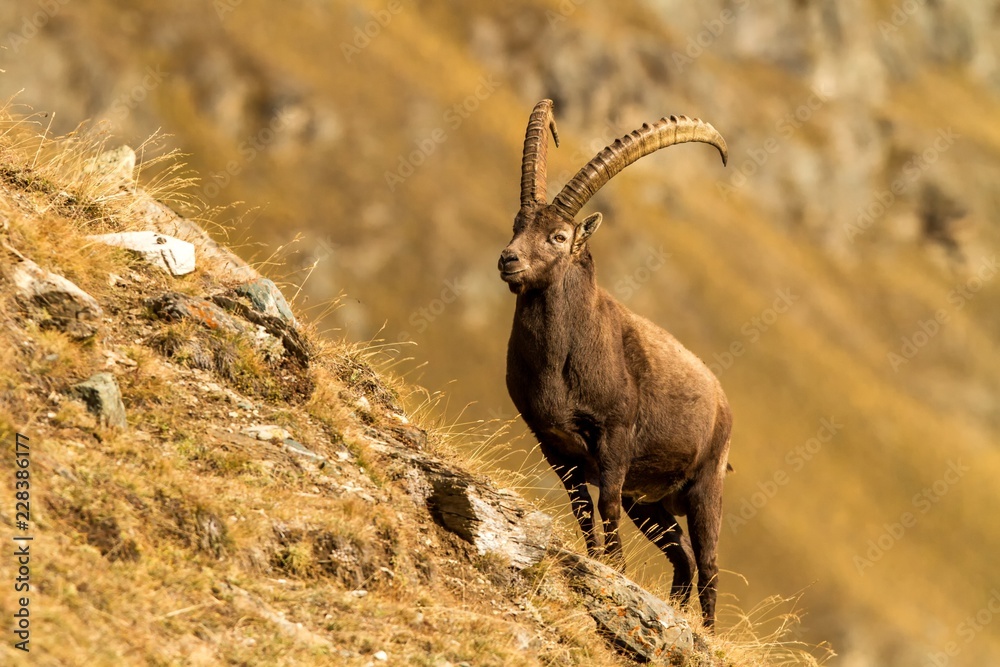 Alpine Ibex, Capra ibex, with autumn orange larch tree in background, National Park Gran Paradiso, Italy. Autumn in the mountain. Mammal, herbivorous