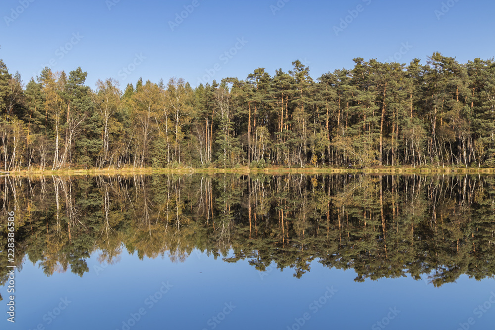 Golden Polish Autumn, Black Lake, Niepolomice Forest, Poland