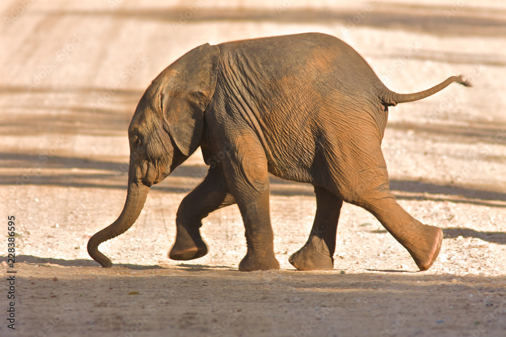 Obraz premium Elephant calf running for Mum.