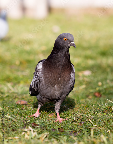 Beautiful pigeon goes to find food © donikz