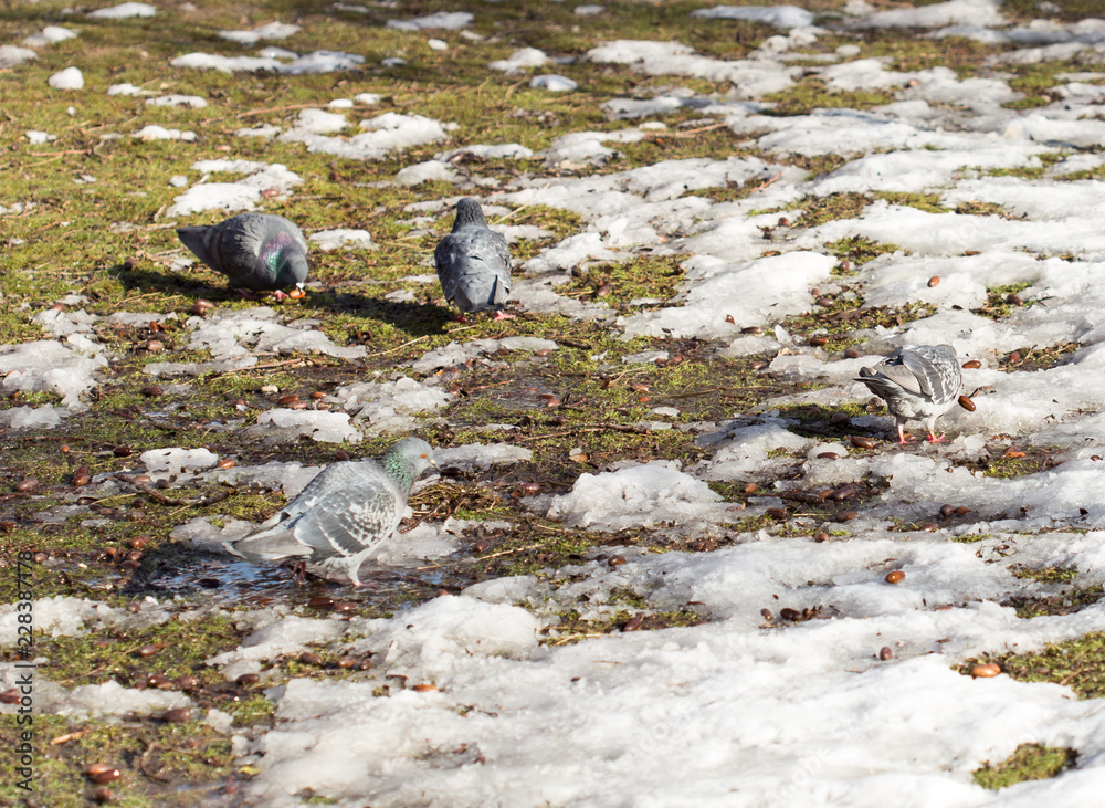 pigeons in winter pigeons in winter