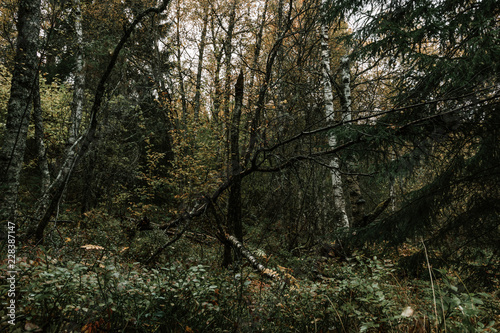 Norwegain Forest Dead Tree