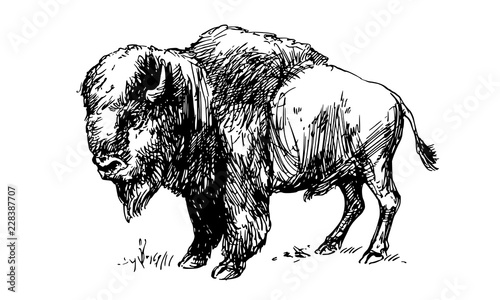 American bison, buffalo. Hand drawn illustration.