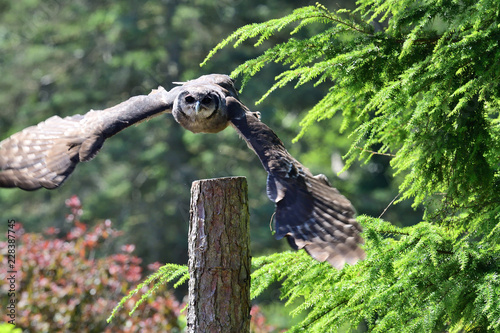 Portrait of a Verreaux's eagle owl (Bubo lacteus) in flight photo