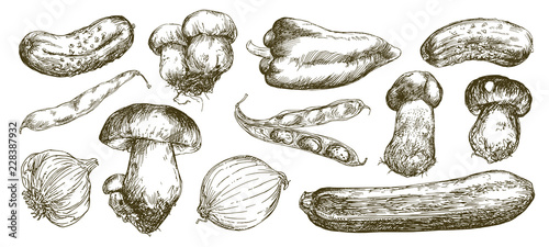 Vegetables and mushrooms. Hand drawn set.