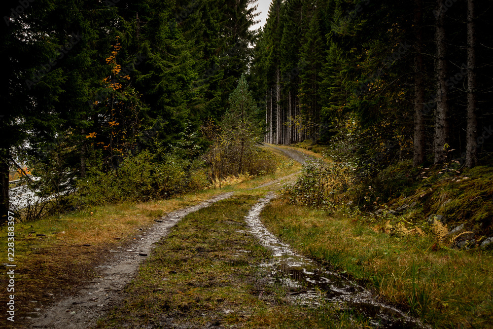 Forest Path in Norway Forest Path in Norway