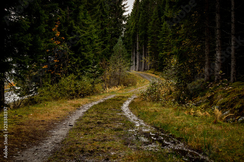 Forest Path in Norway