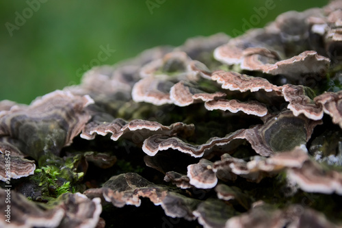 Pilzkultur auf einem alten modrigen Baumstamm