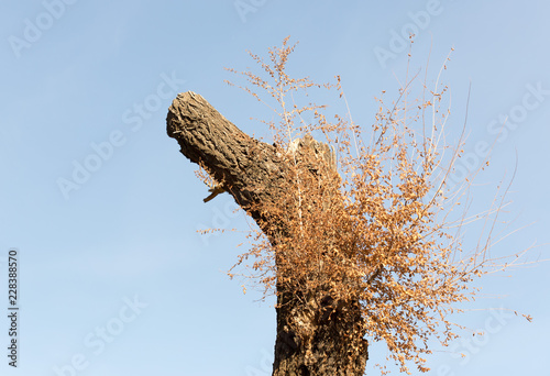 Tree trunk against a blue sky photo